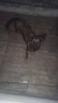 lua 
