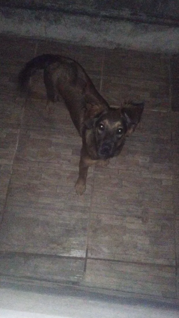 Cachorro raça SRD-ViraLata idade 2 a 6 meses nome lua 