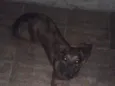 lua 