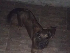 Cachorro raça SRD-ViraLata idade 2 a 6 meses nome lua 