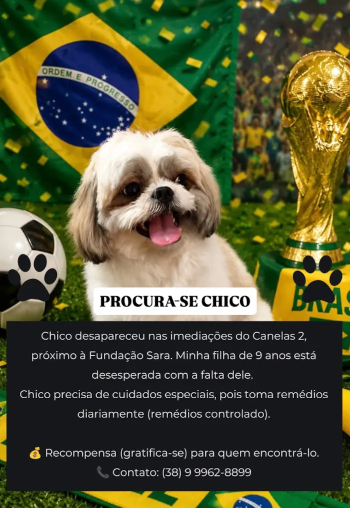 Cachorro raça Shitzu idade 2 anos nome Chico