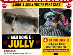 Cachorro raça SRD-ViraLata idade  nome JULLY