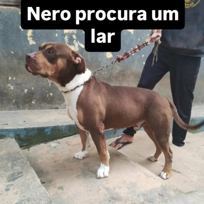 Cachorro raça Pit-Bull idade 3 anos nome Nero