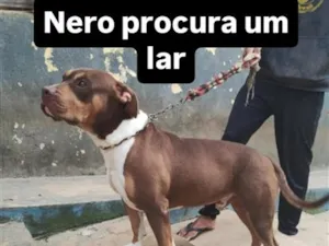 Cachorro raça Pit-Bull idade 3 anos nome Nero