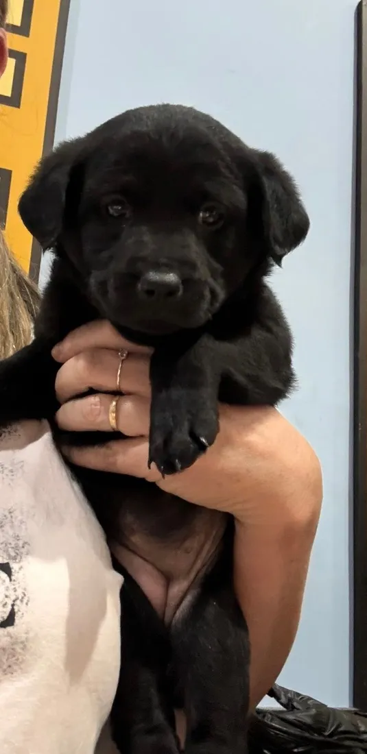 Cachorro raça SRD-ViraLata idade 2 a 6 meses nome Pandora