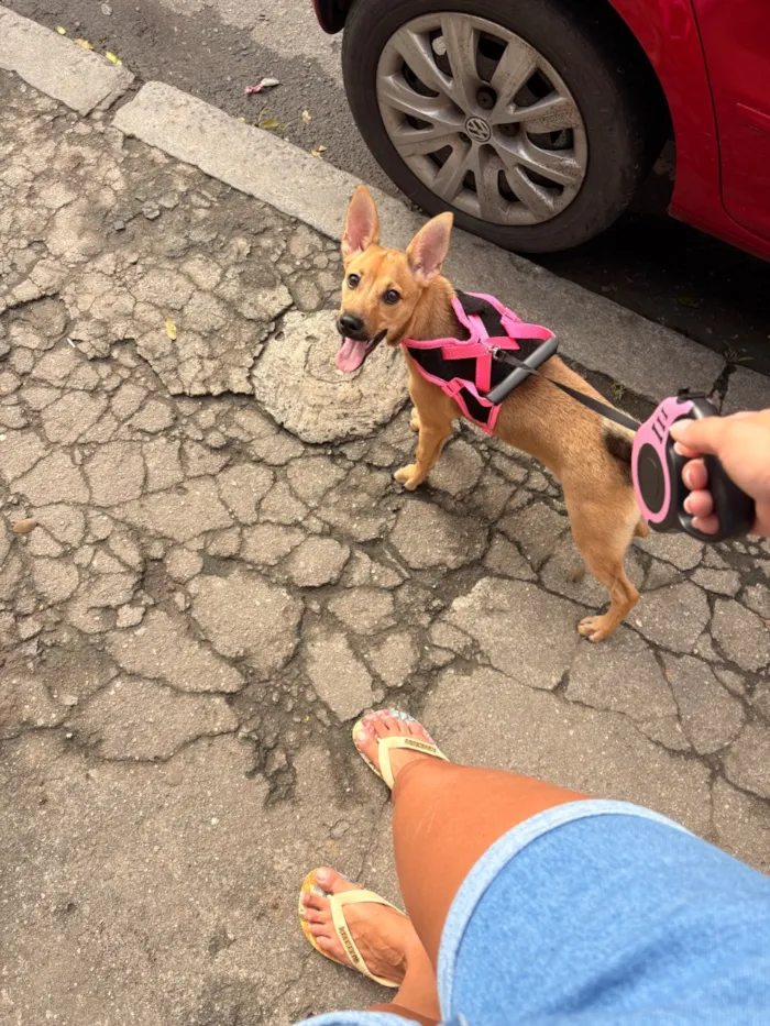 Cachorro raça SRD-ViraLata idade 2 a 6 meses nome Kiara