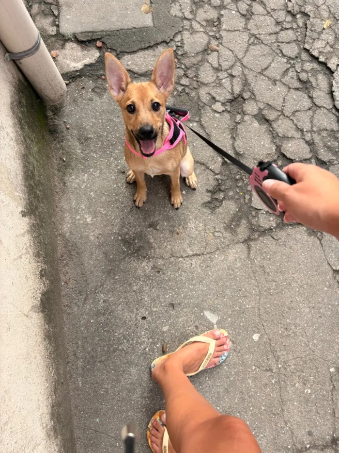 Cachorro raça SRD-ViraLata idade 2 a 6 meses nome Kiara