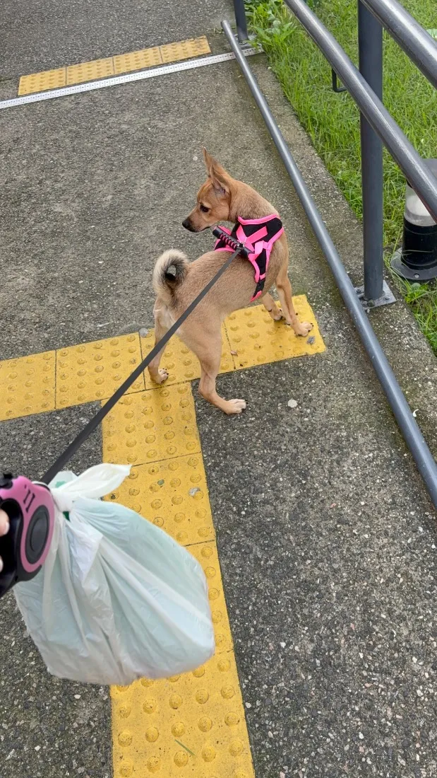 Cachorro raça SRD-ViraLata idade 2 a 6 meses nome Kiara