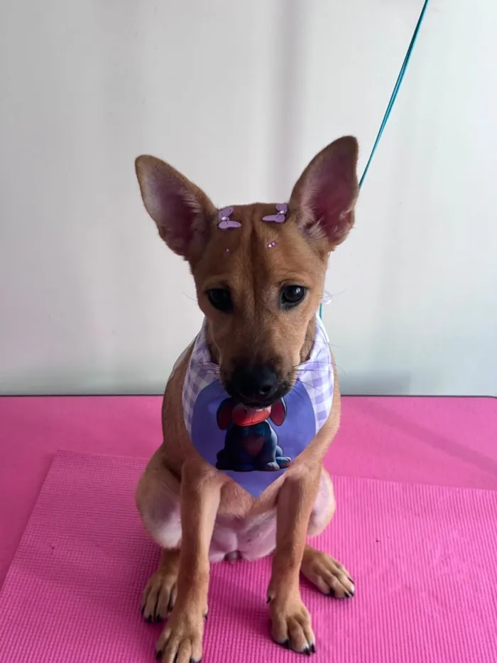Cachorro raça SRD-ViraLata idade 2 a 6 meses nome Kiara