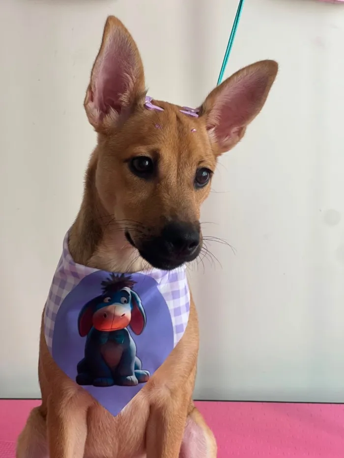 Cachorro raça SRD-ViraLata idade 2 a 6 meses nome Kiara
