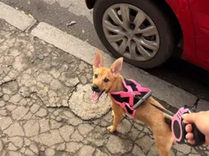 Cachorro raça SRD-ViraLata idade 2 a 6 meses nome Kiara