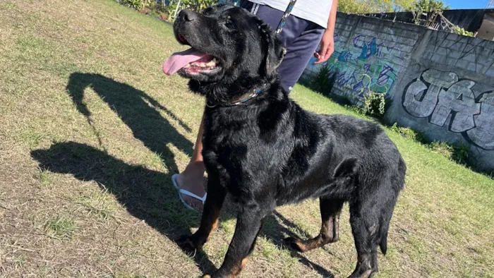 Cachorro raça Rottweiler idade 2 anos nome Thor