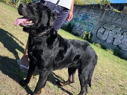 Cachorro raça Rottweiler idade 2 anos nome Thor