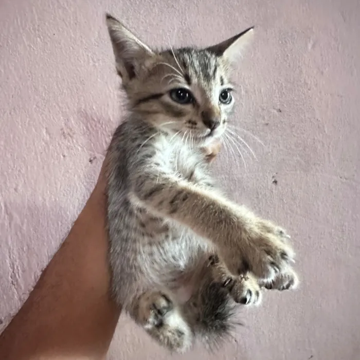 Gato raça SRD-ViraLata idade Abaixo de 2 meses nome Não possuem nome ainsa