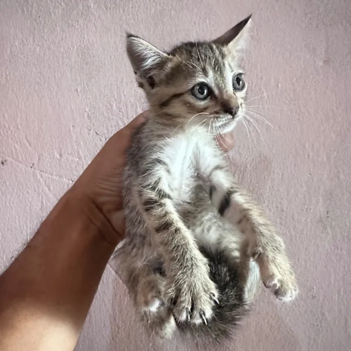 Gato raça SRD-ViraLata idade Abaixo de 2 meses nome Não possuem nome ainsa
