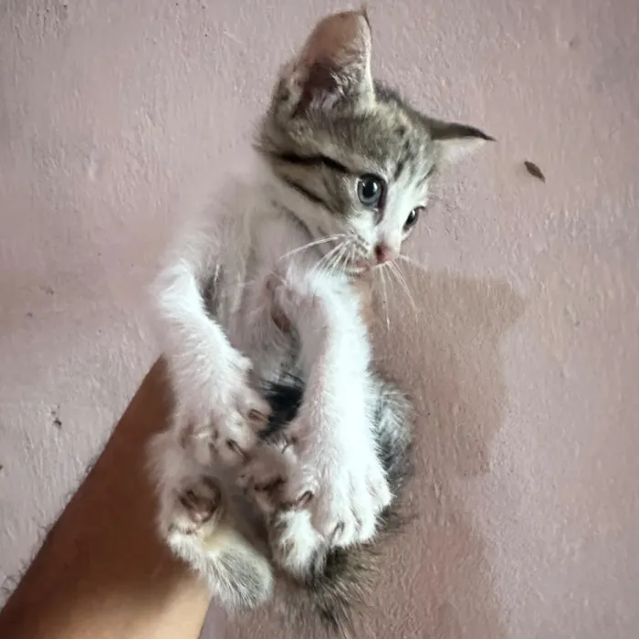 Gato raça SRD-ViraLata idade Abaixo de 2 meses nome Não possuem nome ainsa