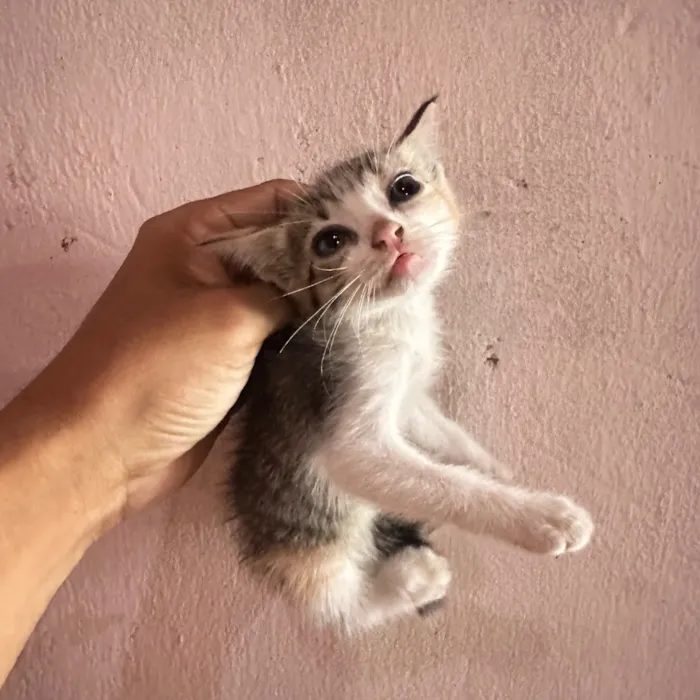 Gato raça SRD-ViraLata idade Abaixo de 2 meses nome Não possuem nome ainsa