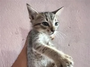 Gato raça SRD-ViraLata idade Abaixo de 2 meses nome Não possuem nome ainsa