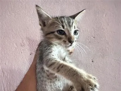 Gato raça SRD-ViraLata idade Abaixo de 2 meses nome Não possuem nome ainsa