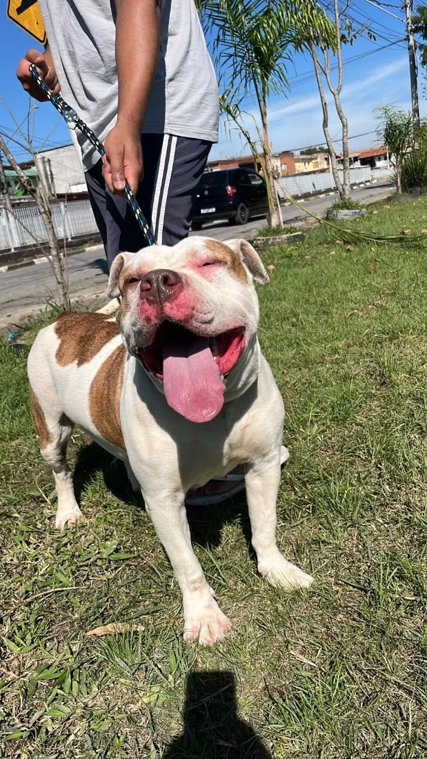 Cachorro raça Pit-Bull idade 2 a 6 meses nome Laica