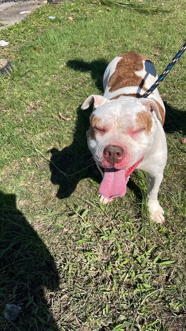 Cachorro raça Pit-Bull idade 2 a 6 meses nome Laica