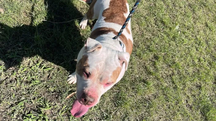 Cachorro raça Pit-Bull idade 2 a 6 meses nome Laica