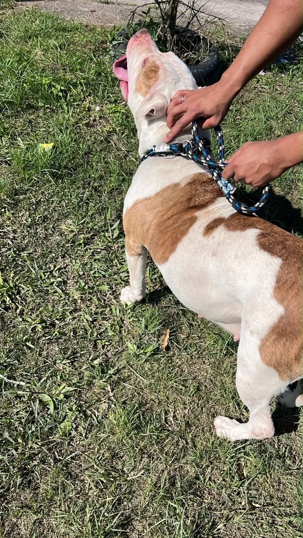 Cachorro raça Pit-Bull idade 2 a 6 meses nome Laica