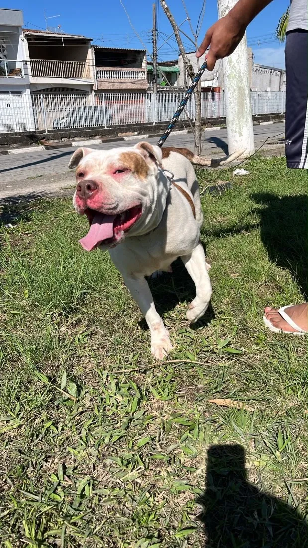 Cachorro raça Pit-Bull idade 2 a 6 meses nome Laica