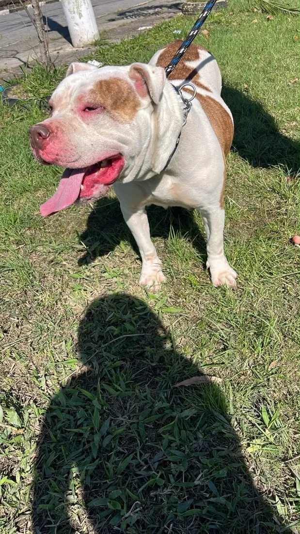 Cachorro raça Pit-Bull idade 2 a 6 meses nome Laica