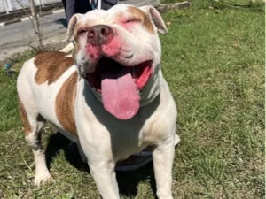 Cachorro raça Pit-Bull idade 2 a 6 meses nome Laica