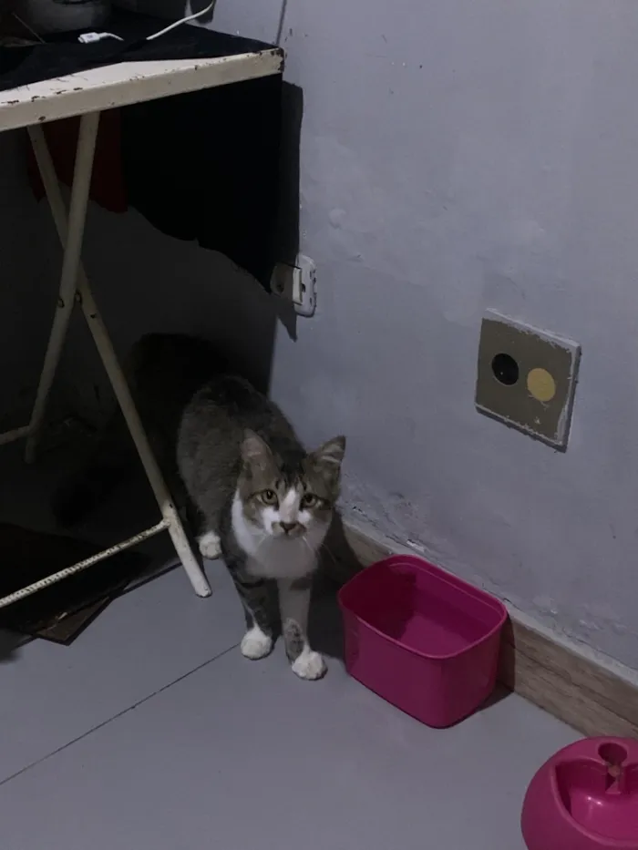 Gato raça SRD-ViraLata idade 7 a 11 meses nome Caveirinha