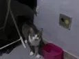 Caveirinha