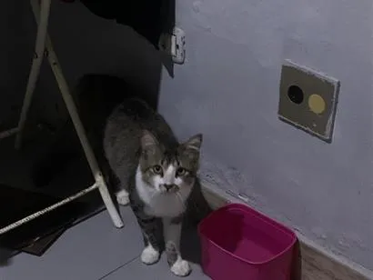 Gato raça SRD-ViraLata idade 7 a 11 meses nome Caveirinha