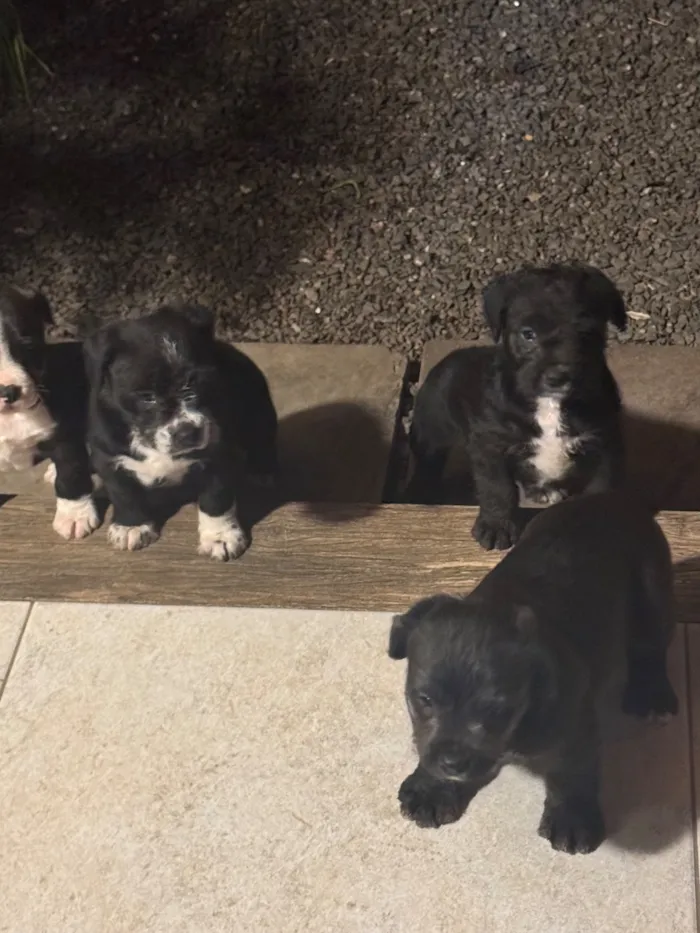 Cachorro raça SRD-ViraLata idade Abaixo de 2 meses nome Não tem nome ainda
