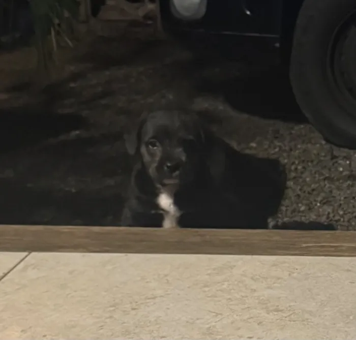 Cachorro raça SRD-ViraLata idade Abaixo de 2 meses nome Não tem nome ainda