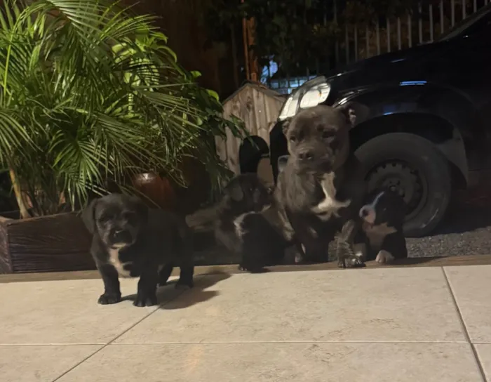 Cachorro raça SRD-ViraLata idade Abaixo de 2 meses nome Não tem nome ainda