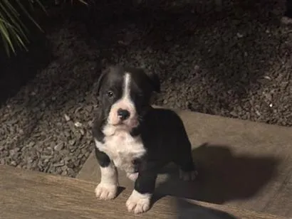 Cachorro raça SRD-ViraLata idade Abaixo de 2 meses nome Não tem nome ainda