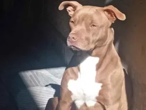 Cachorro raça Pit-Bull idade 2 a 6 meses nome Kiara