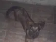 lua 