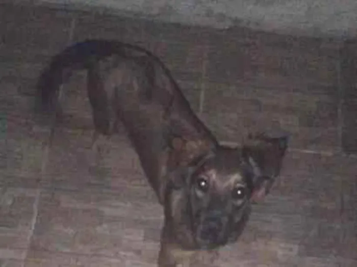 Cachorro raça SRD-ViraLata idade 2 a 6 meses nome lua 
