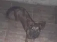 lua 