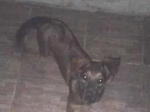 Cachorro raça SRD-ViraLata idade 2 a 6 meses nome lua 