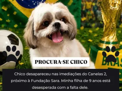 Cachorro raça Shitzu idade 2 anos nome Chico