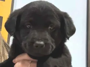 Cachorro raça SRD-ViraLata idade 2 a 6 meses nome Pandora