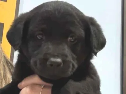 Cachorro raça SRD-ViraLata idade 2 a 6 meses nome Pandora
