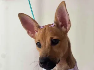 Cachorro raça SRD-ViraLata idade 2 a 6 meses nome Kiara