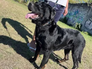 Cachorro raça Rottweiler idade 2 anos nome Thor