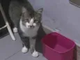 Caveirinha