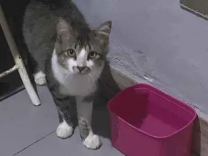 Gato raça SRD-ViraLata idade 7 a 11 meses nome Caveirinha