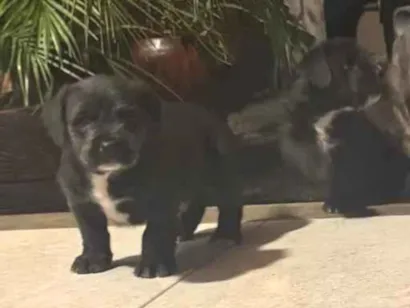 Cachorro raça SRD-ViraLata idade Abaixo de 2 meses nome Não tem nome ainda